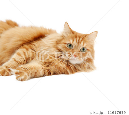 fluffy red  cat  isolated on white background 11617659