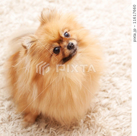 a funny pomeranian sitting on the carpet 11617660