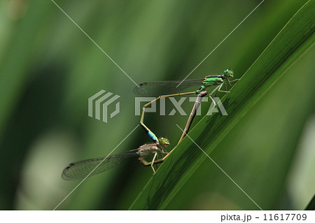 生き物　昆虫　アオモンイトトンボ、真夏の日を浴びて交尾中です 11617709