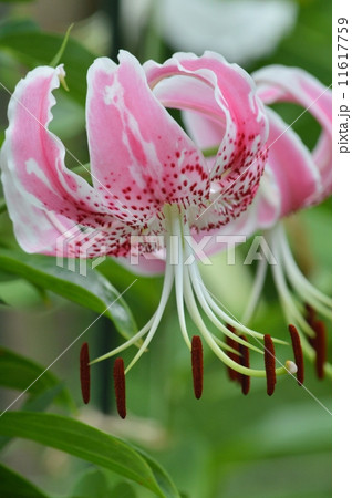 鹿の子ユリ 11617759