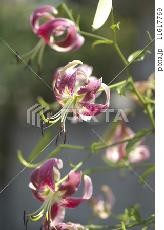 鹿の子百合・ピンク 11617769