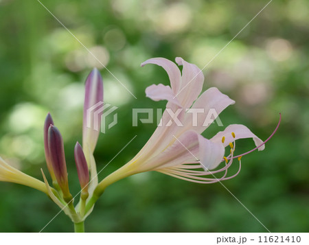 夏の日本の里山に咲く夏水仙 11621410