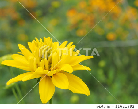 黄色い花 1 黄色い花 1 11621592