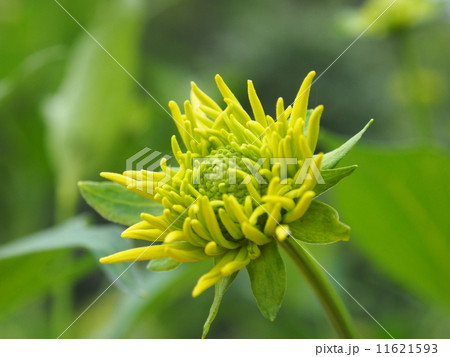 黄色い花 2 黄色い花 2 11621593