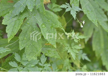 白ゴーヤとフウセンカズラのカーテン 11621663