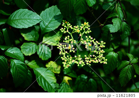 ヤブガラシの花 11621805