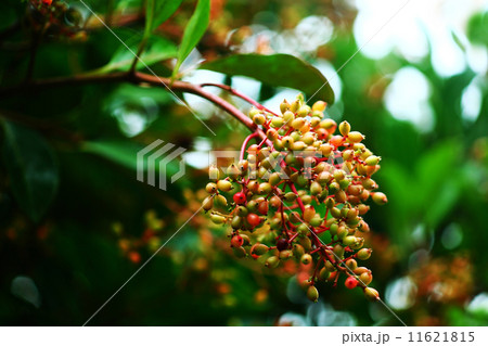 サンゴジュの実 サンゴジュの実 11621815