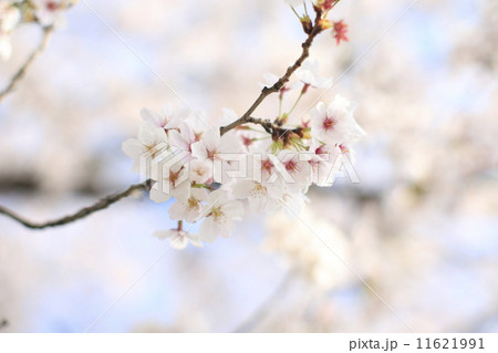 桜_6012 桜_6012 11621991