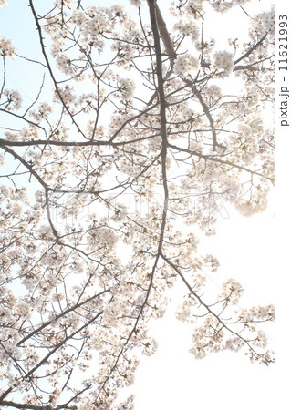 桜_6004 桜_6004 11621993