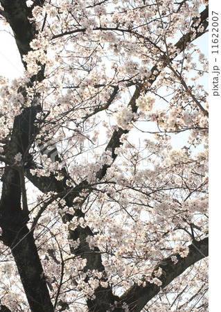 桜_5899 11622007