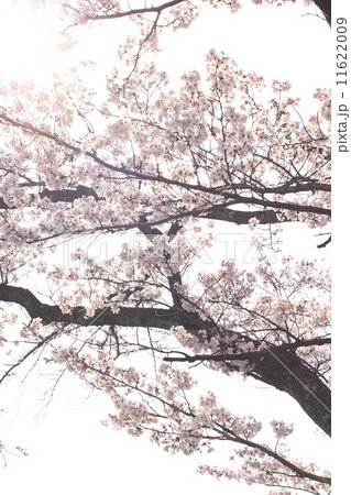 桜_5896 11622009