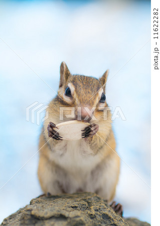 キラキラのバックグラウンドとシマリス キラキラのバックグラウンドとシマリス 11622282
