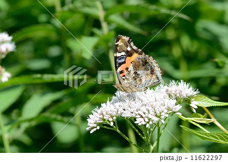 アカタテハ 11622297