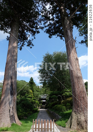 笠間の光照寺に生える2本の大きな樹木 11622636