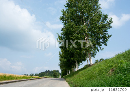 白樺並木 11622700