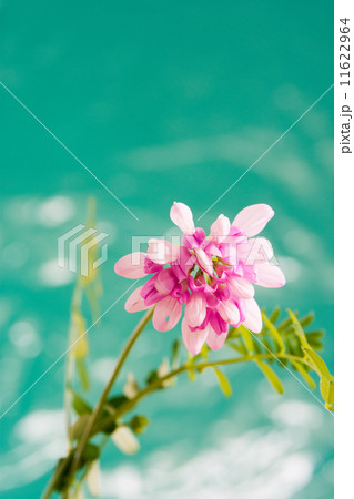 タマザキクサフジ 11622964