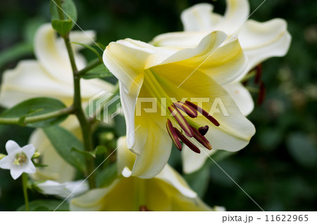 黄色い百合 11622965