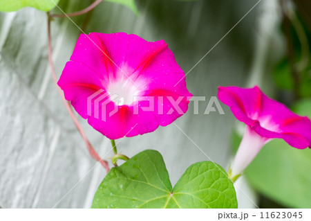 ピンクのアサガオ ピンクのアサガオ 11623045