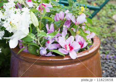 庭の花束 11623658
