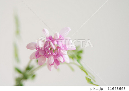 タマザキクサフジ 11623663