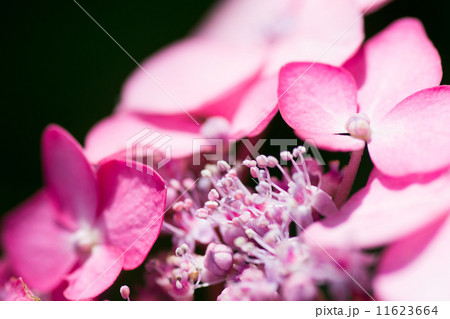 ピンクのアジサイ 11623664