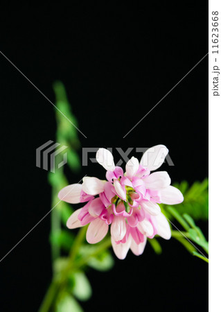 タマザキクサフジ 11623668