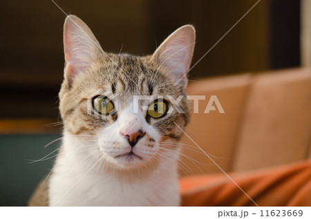 見つめる猫 11623669
