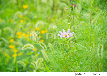 コスモス 11623762