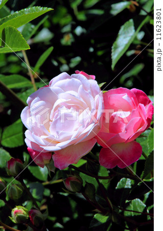 バラの花 バラの花 11623801