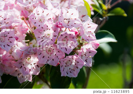 ピンクのカルミアの花 11623895