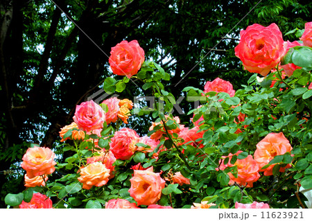 バラの花 バラの花 11623921