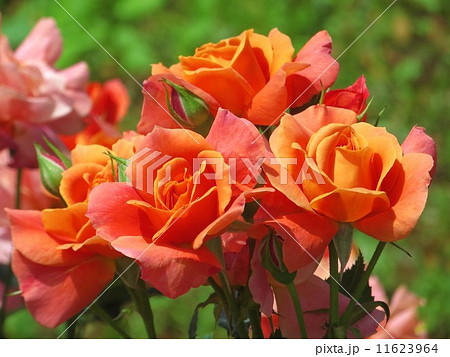 小さなブーケ 小さなブーケ 11623964