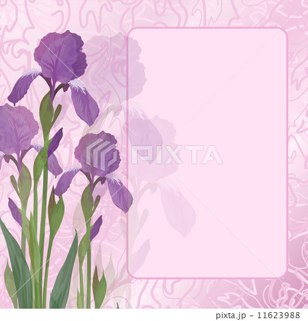 Flowers iris on pink background 11623988