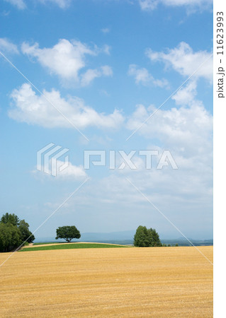 青空と刈り取りが終わった丘 11623993