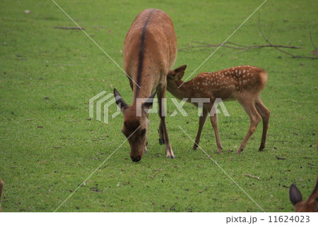鹿の親子 11624023