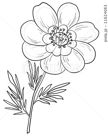 Flower adonis, contours 11624063