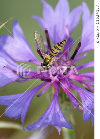 ヒメヒラタアブ 11624157