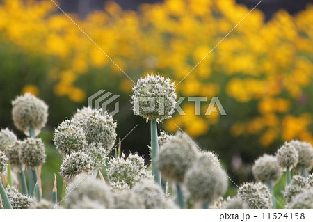 ネギ坊主 11624158