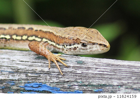 カナヘビ 11624159