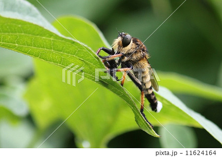 シオヤアブ 11624164