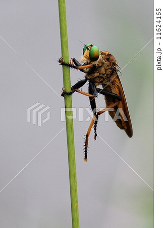 アオメアブ 11624165