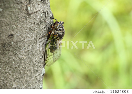 クマゼミ 11624308