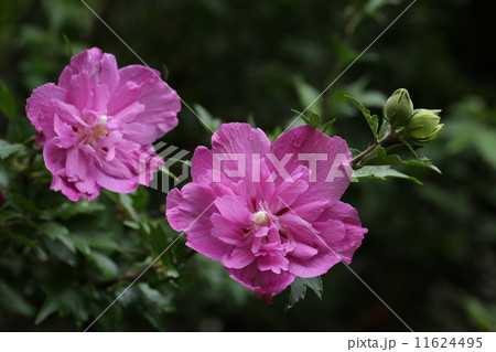 八重のむくげ 11624495