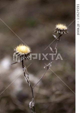 Dry thistle Dry thistle 11624591