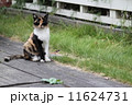 どーも！ 11624731
