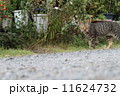 にゃー 11624732