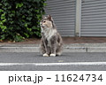 待ちぼうけ 11624734