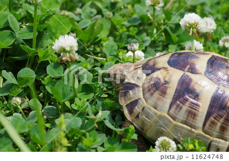 ギリシャリクガメ 11624748