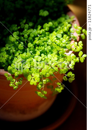 ベビーリーフ 11624771