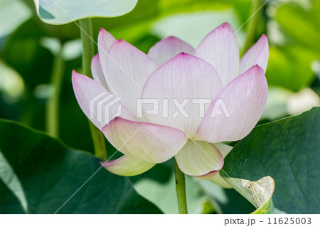 夏の花 ハス（瑞光蓮）＠行田・古代蓮の里 11625003